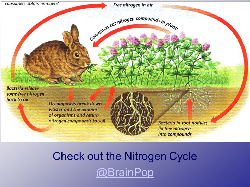 Check out the Nitrogen