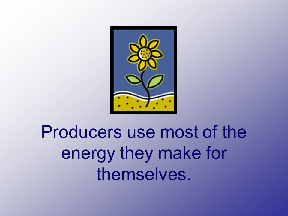 Producers use most of the energy they make for themselves.