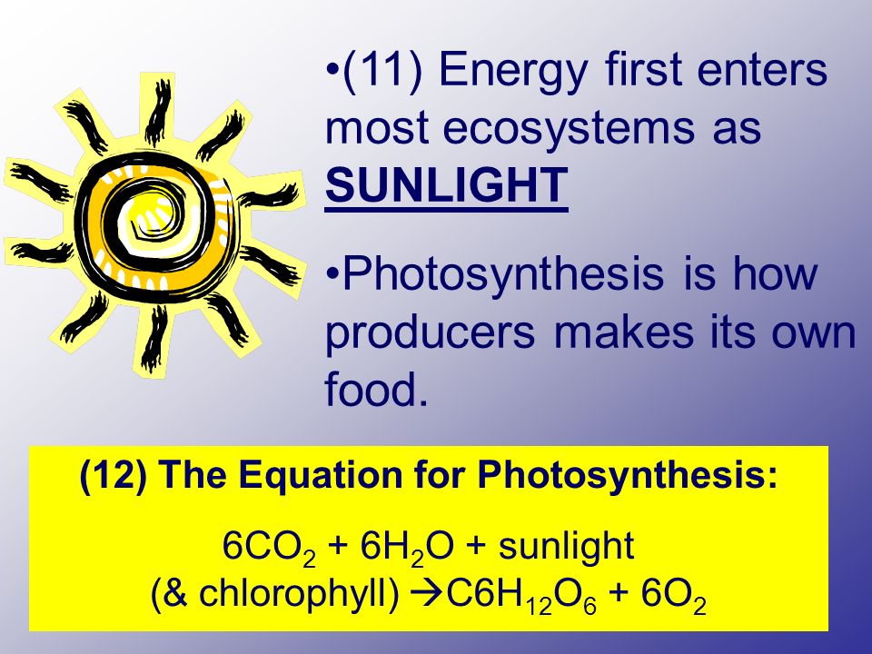 (11) Energy first enters most ecosystems as SUNLIGHT Photosynthesis is how producers makes its own food.