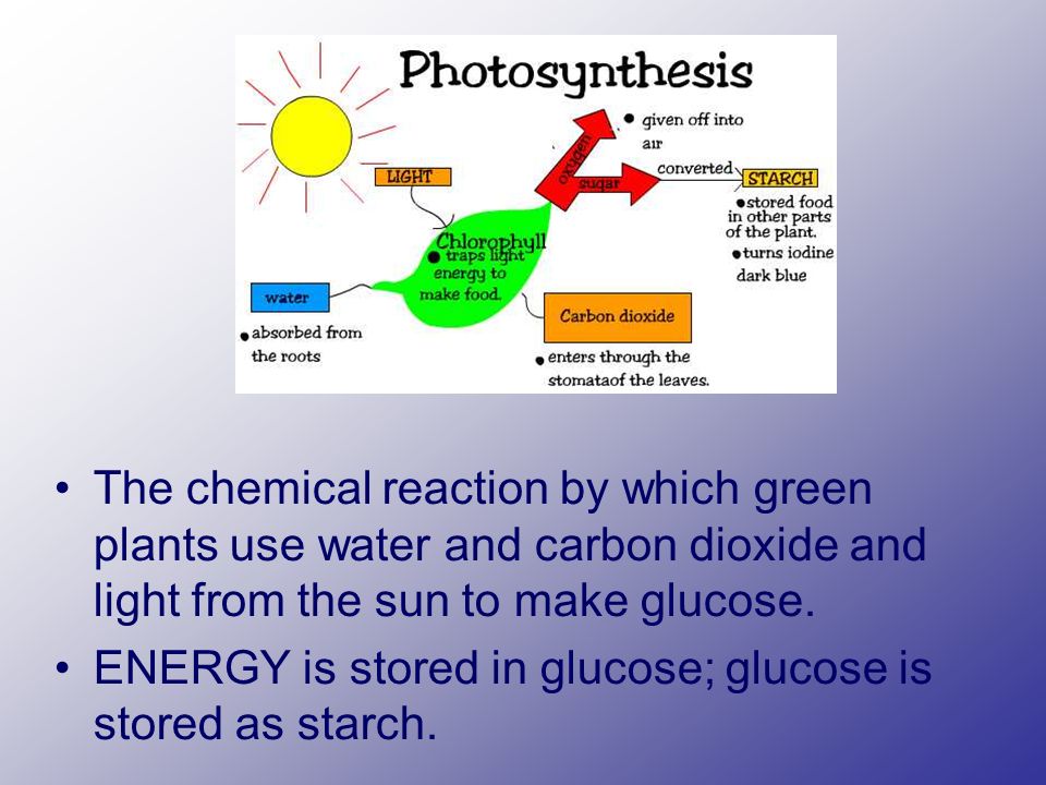 The chemical reaction by which green plants use water and carbon dioxide and light from the sun to make glucose.