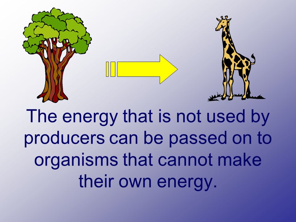 The energy that is not used by producers can be passed on to organisms that cannot make their own energy.