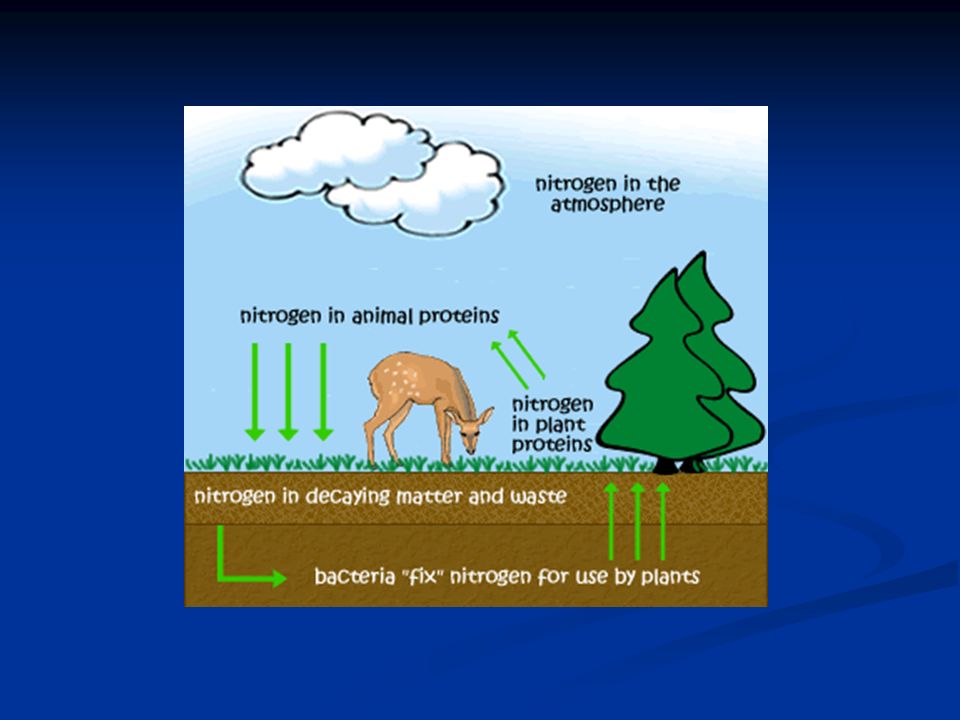 The Nitrogen Cycle The nitrogen cycle produces the fixed form of nitrogen these organisms need.