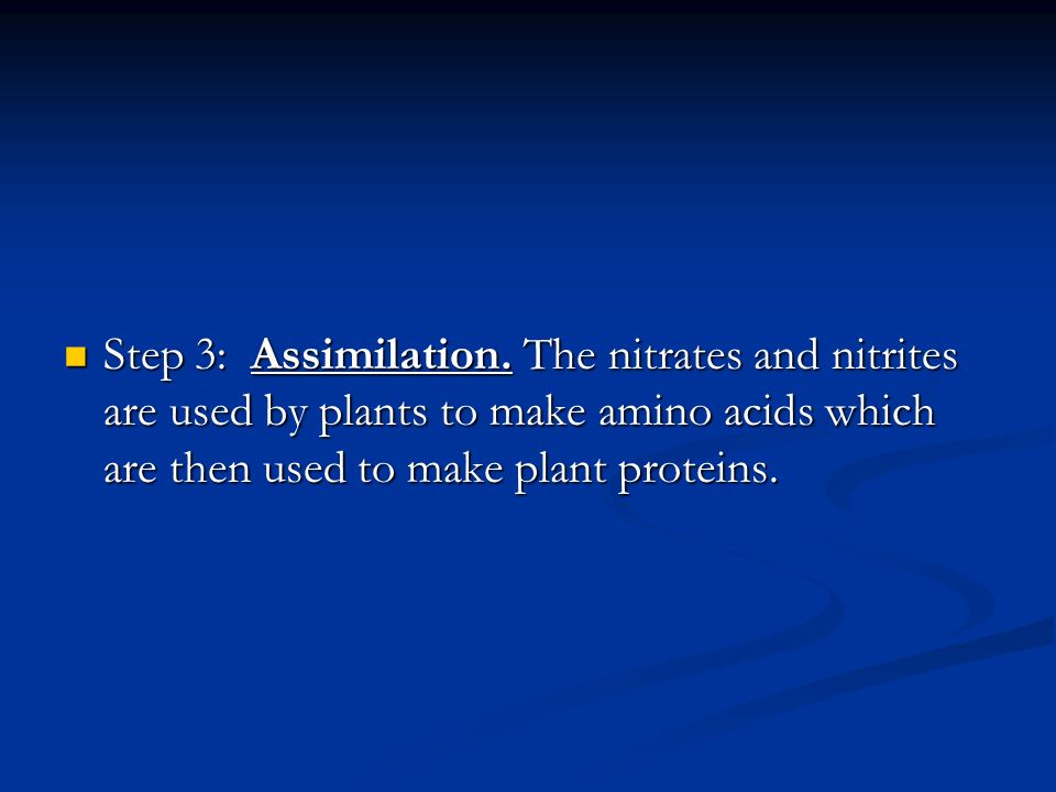 The Nitrogen Cycle Steps Step 2: Nitrification.