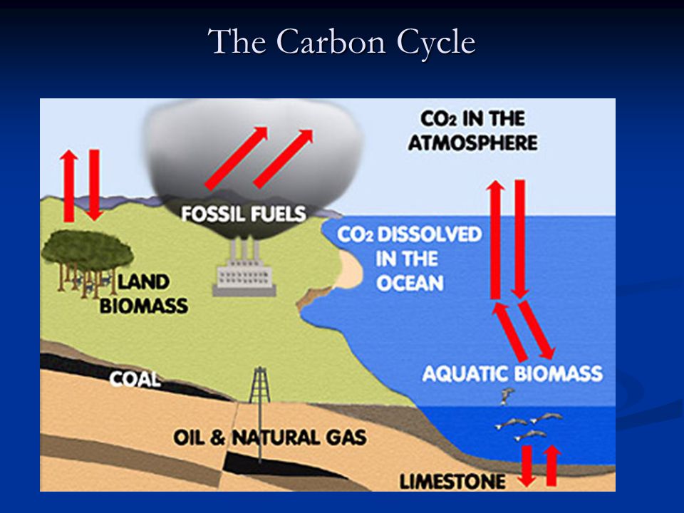 The Carbon Cycle The Carbon Cycle describes the flow of carbon between living organisms and the non-living environment.