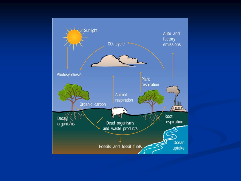 Living organisms provide two important steps in the carbon cycle: Living organisms provide two important steps in the carbon cycle: Plants absorb CO 2 from the atmosphere to use during photosynthesis.