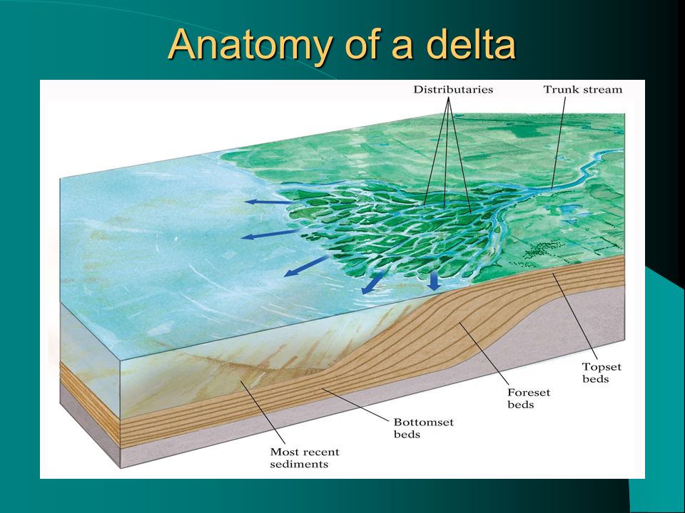 Anatomy of a delta