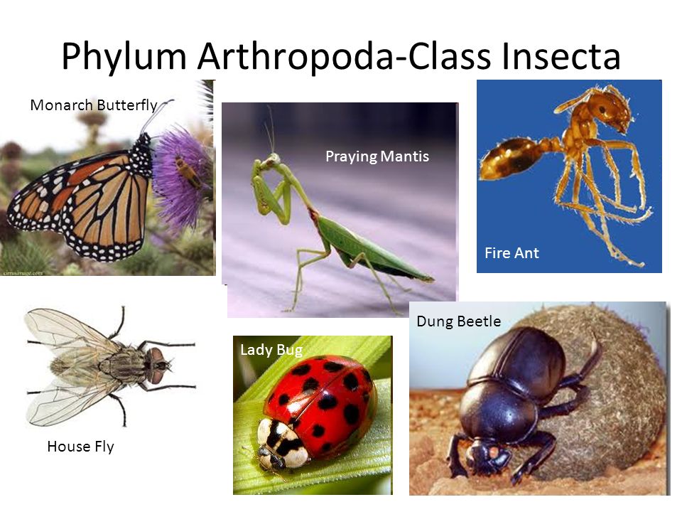 Phylum Arthropoda-Class Insecta Monarch Butterfly Praying Mantis Fire Ant House Fly Lady Bug Dung Beetle