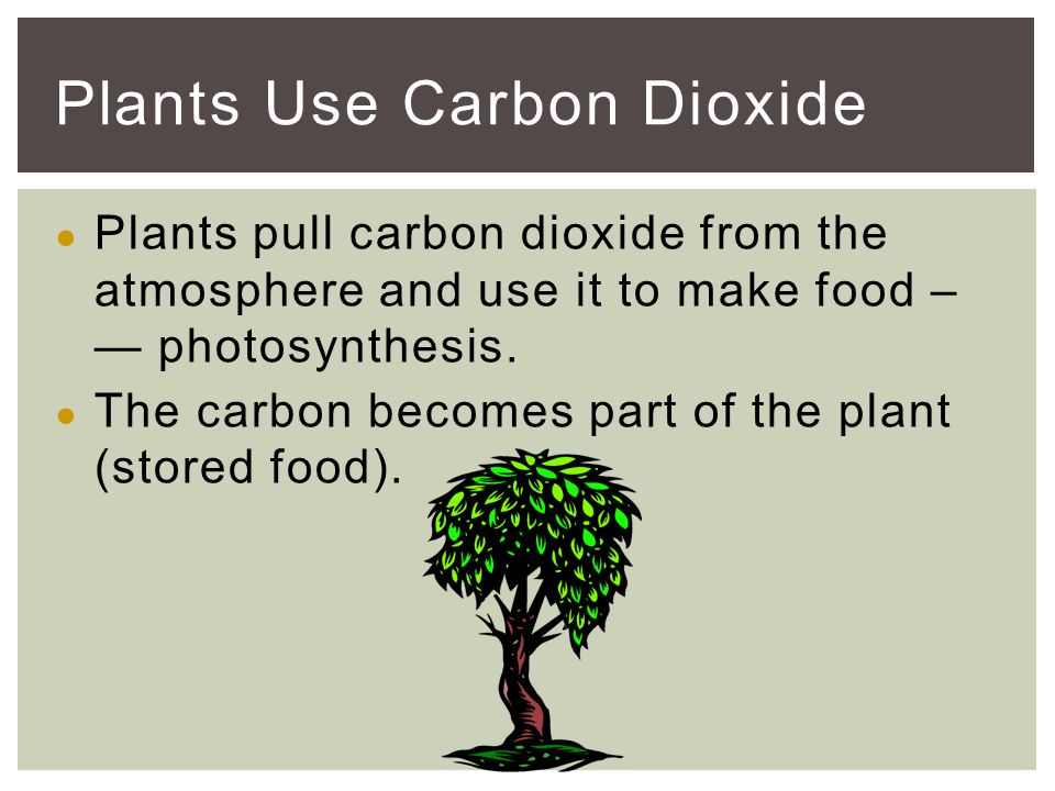 ● Plants pull carbon dioxide from the atmosphere and use it to make food – — photosynthesis.
