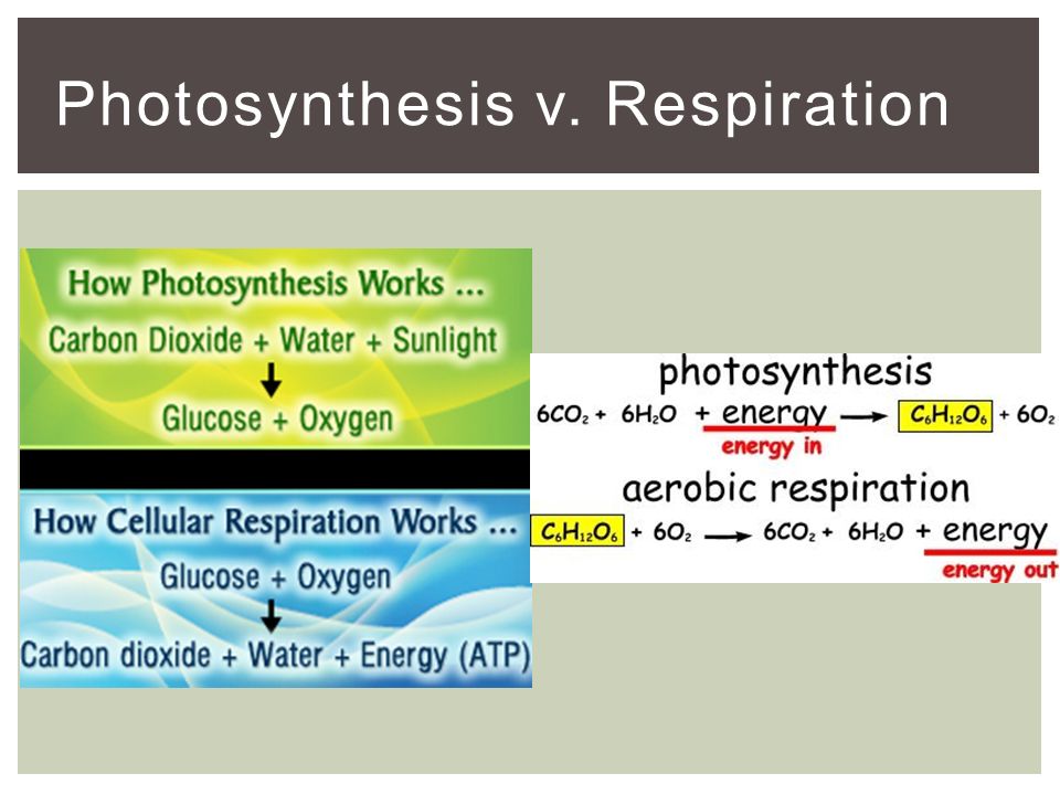 Photosynthesis v. Respiration