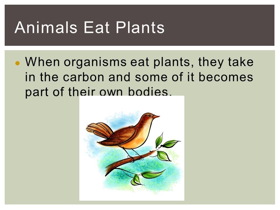 ● When organisms eat plants, they take in the carbon and some of it becomes part of their own bodies.