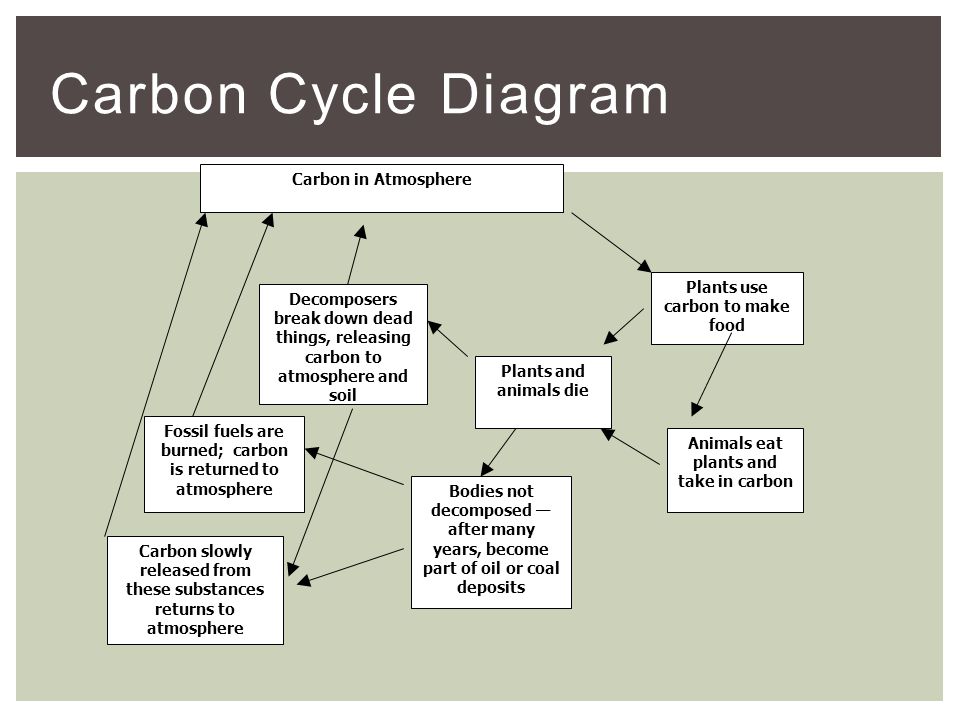 Carbon Cycle Diagram Carbon in Atmosphere Plants use carbon to make food Animals eat plants and take in carbon Plants and animals die Decomposers break down dead things, releasing carbon to atmosphere and soil Bodies not decomposed — after many years, become part of oil or coal deposits Fossil fuels are burned; carbon is returned to atmosphere Carbon slowly released from these substances returns to atmosphere