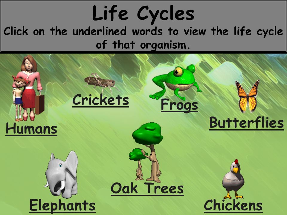 Life Cycles Click on the underlined words to view the life cycle of that organism.
