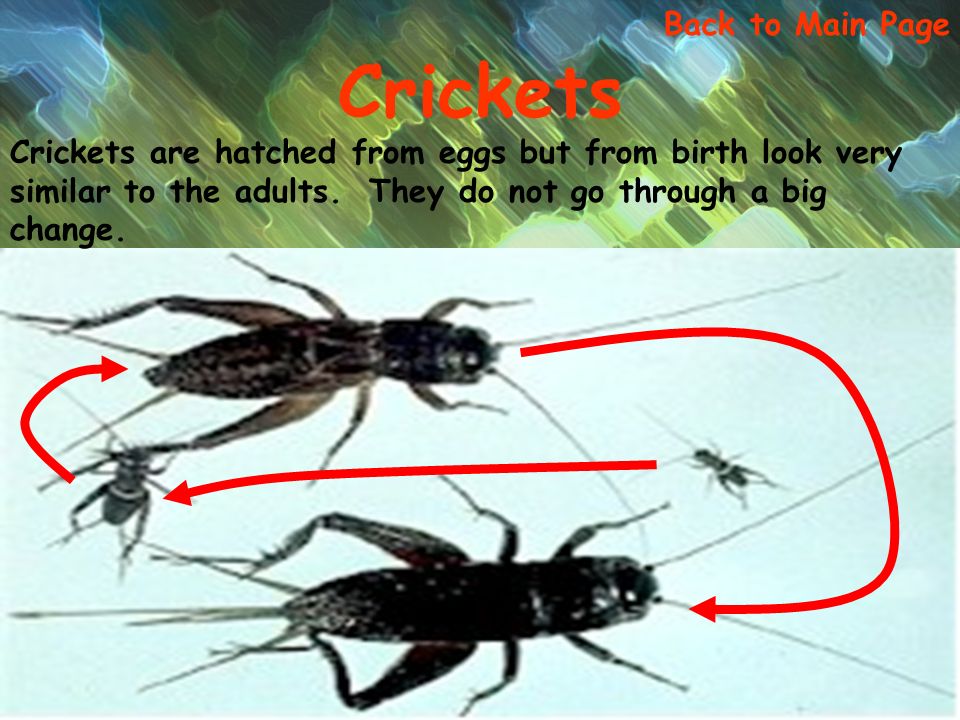 Crickets are hatched from eggs but from birth look very similar to the adults.