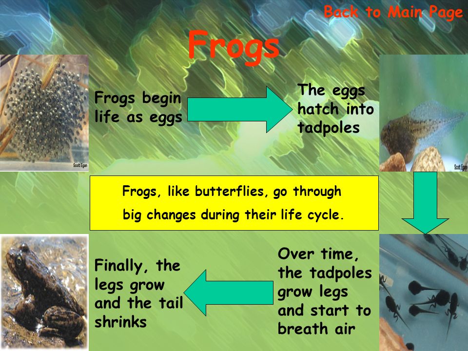 Frogs begin life as eggs Back to Main Page Frogs The eggs hatch into tadpoles Over time, the tadpoles grow legs and start to breath air Finally, the legs grow and the tail shrinks Frogs, like butterflies, go through big changes during their life cycle.
