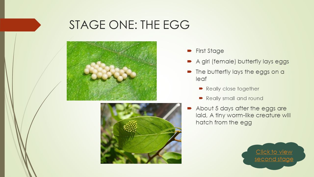 These changes are called METAMORPHOSIS. The butterfly’s METAMORPHOSIS happens in FOUR STAGES.