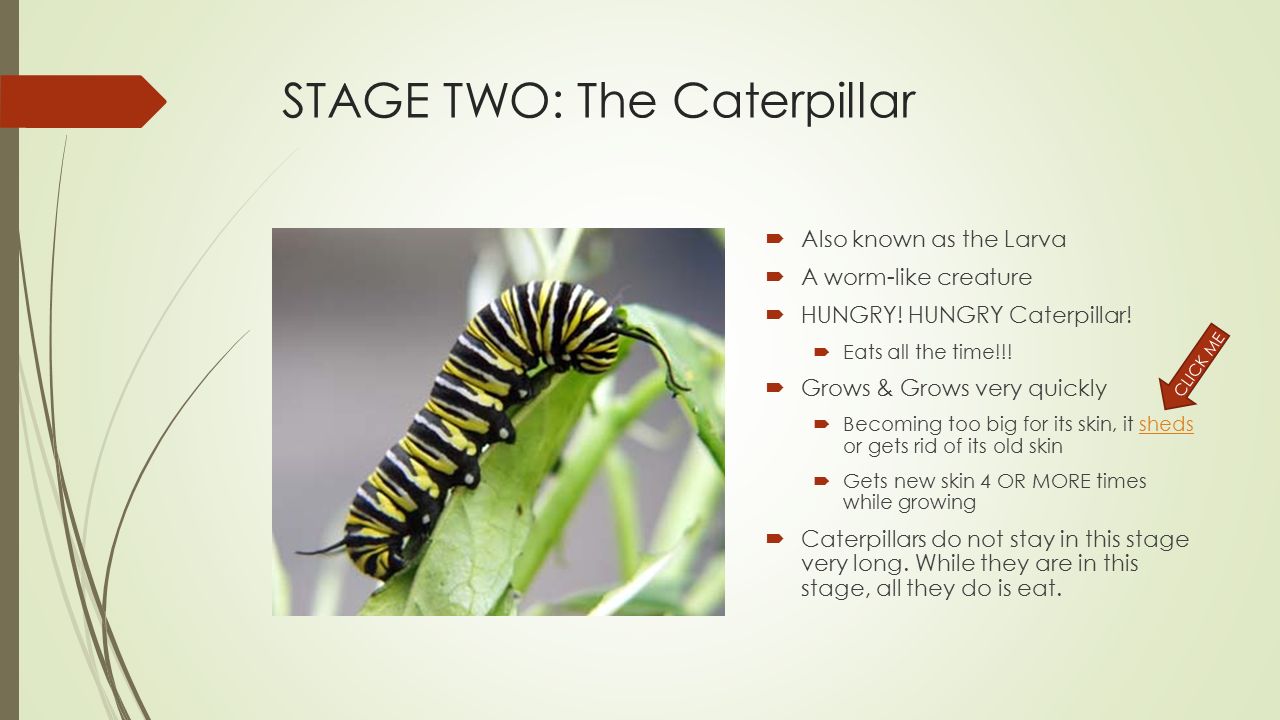 STAGE ONE: THE EGG  First Stage  A girl (female) butterfly lays eggs  The butterfly lays the eggs on a leaf  Really close together  Really small and round  About 5 days after the eggs are laid, A tiny worm-like creature will hatch from the egg Click to view second stage