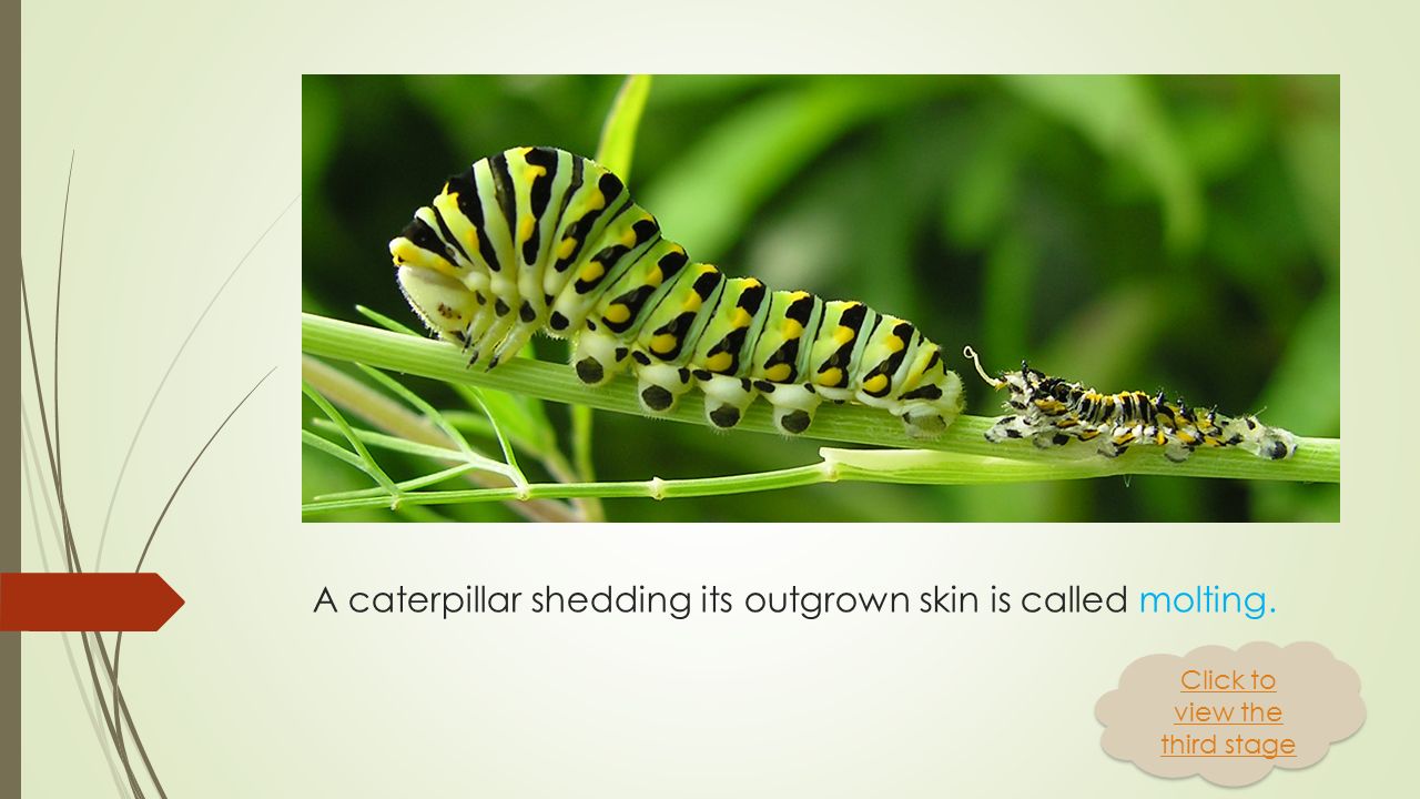 STAGE TWO: The Caterpillar  Also known as the Larva  A worm-like creature  HUNGRY.