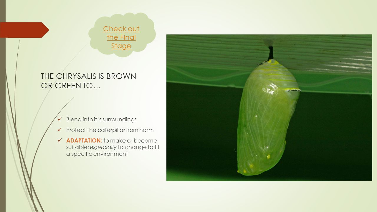 STAGE THREE: The Chrysalis  Also known as the pupa  When the caterpillar is done growing, it makes a chrysalis  Chrysalis is brown or green  Why do you think that is.