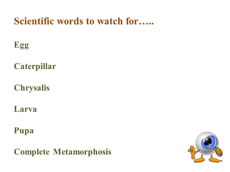 Scientific words to watch for….. Egg Caterpillar Chrysalis Larva Pupa Complete Metamorphosis