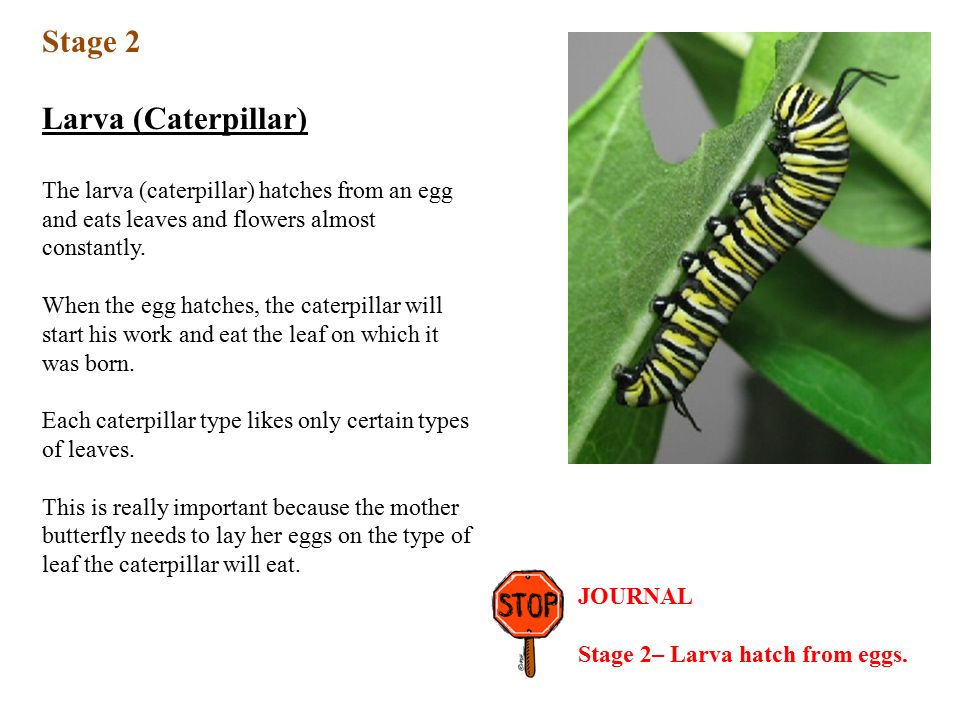 Stage 2 Larva (Caterpillar) The larva (caterpillar) hatches from an egg and eats leaves and flowers almost constantly.