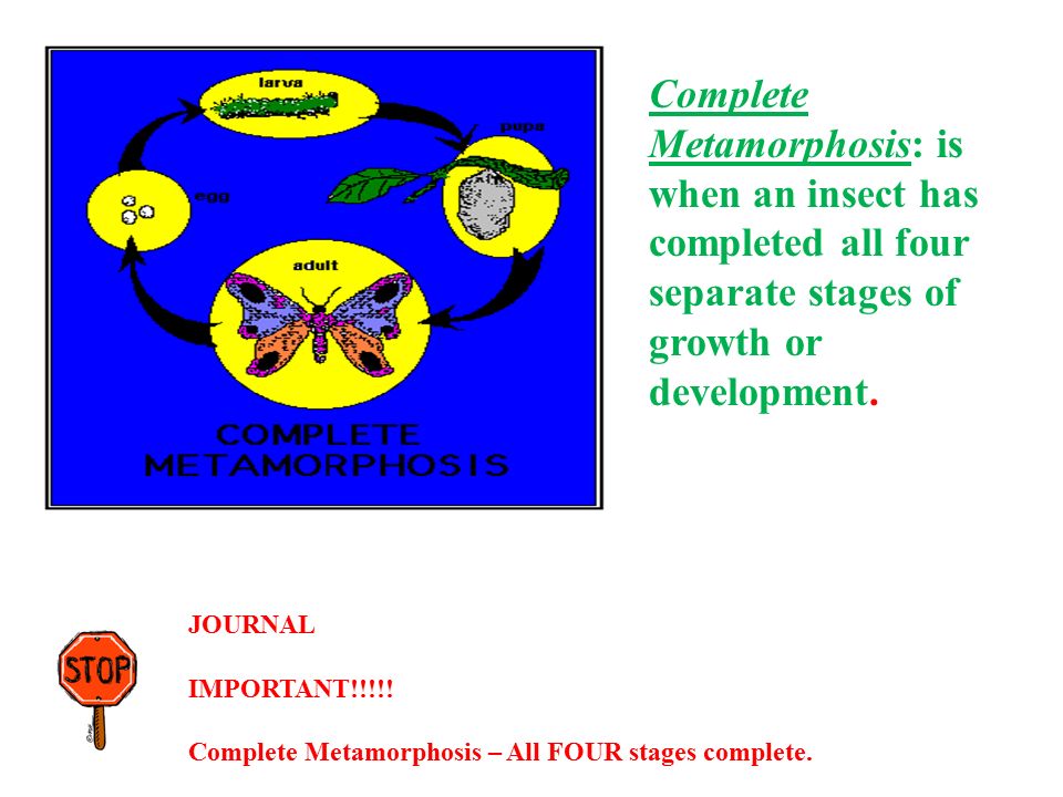 Complete Metamorphosis: is when an insect has completed all four separate stages of growth or development.