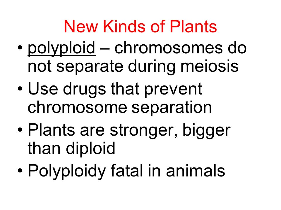 New Kinds of Plants polyploid – chromosomes do not separate during meiosis Use drugs that prevent chromosome separation Plants are stronger, bigger than diploid Polyploidy fatal in animals