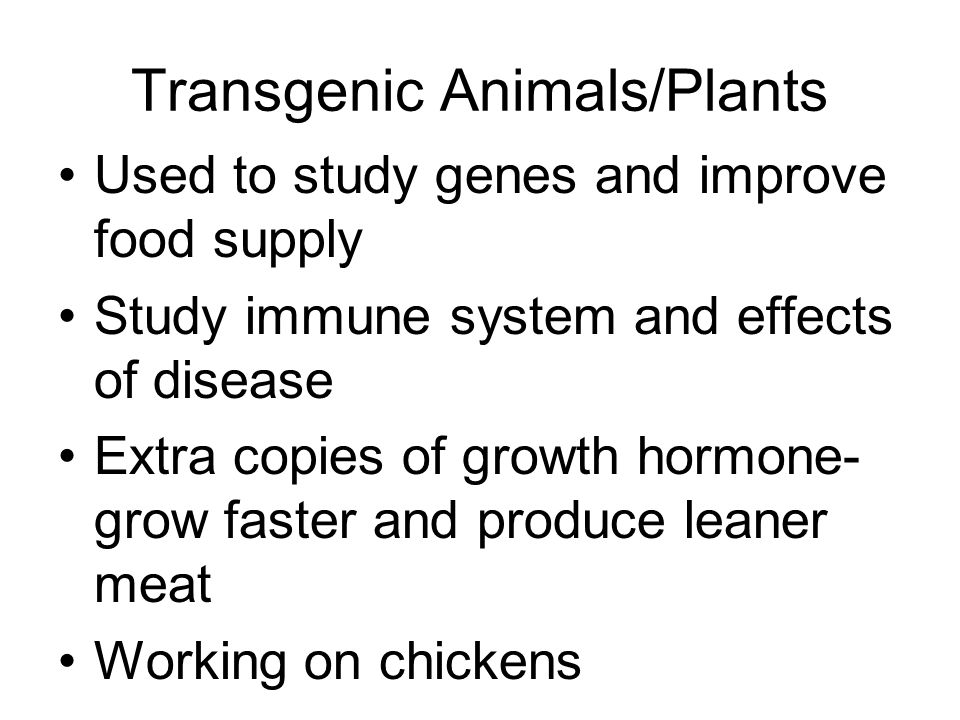 Transgenic Animals/Plants Used to study genes and improve food supply Study immune system and effects of disease Extra copies of growth hormone- grow faster and produce leaner meat Working on chickens