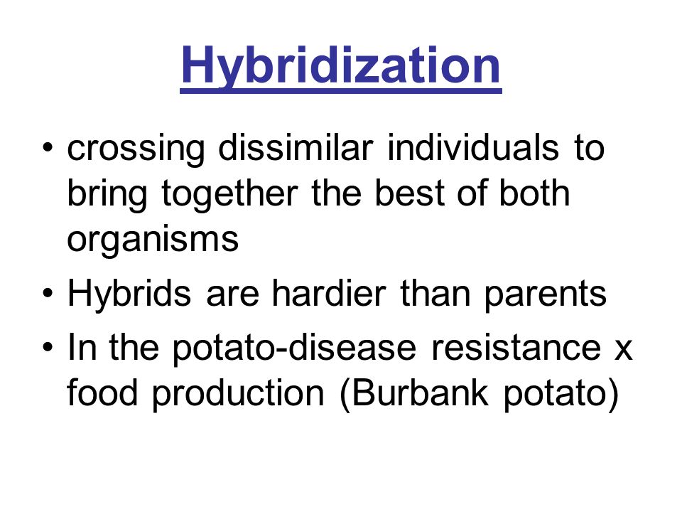 Hybridization crossing dissimilar individuals to bring together the best of both organisms Hybrids are hardier than parents In the potato-disease resistance x food production (Burbank potato)