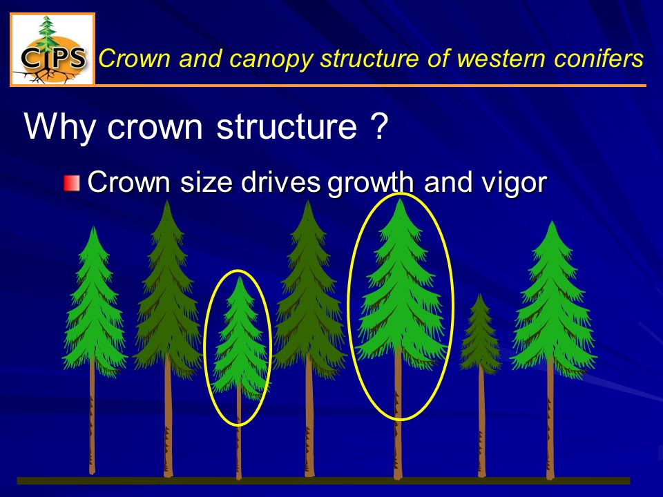 Why crown structure .