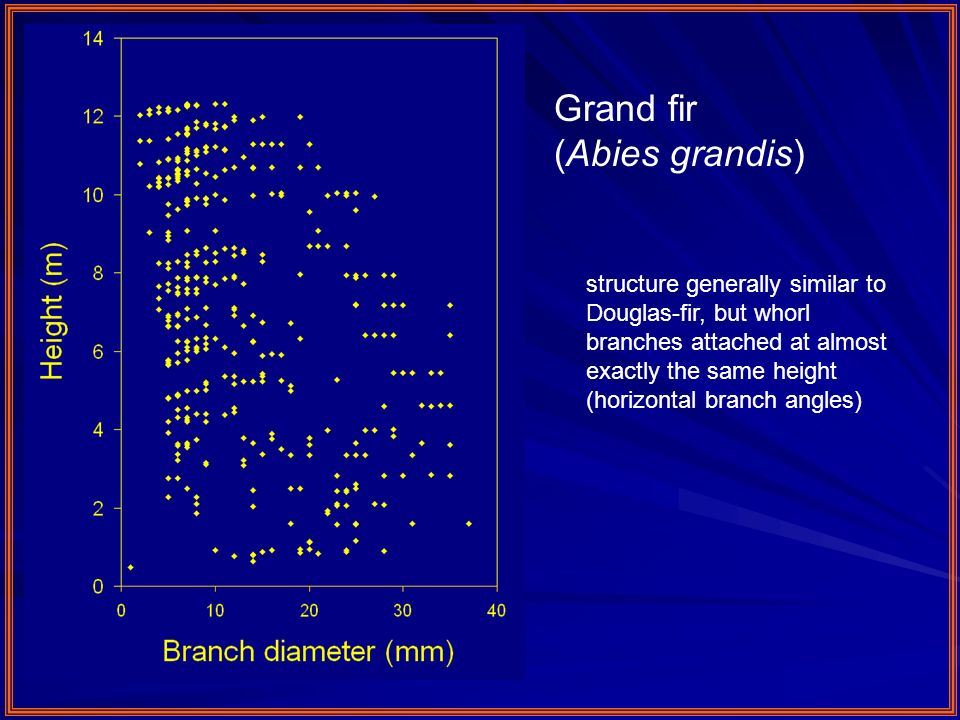 Grand fir (Abies grandis) structure generally similar to Douglas-fir, but whorl branches attached at almost exactly the same height (horizontal branch angles)