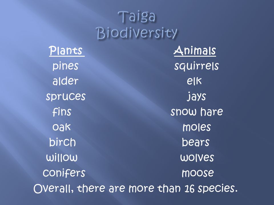 Plants Animals pines squirrels alder elk spruces jays fins snow hare oak moles birch bears willow wolves conifers moose Overall, there are more than 16 species.