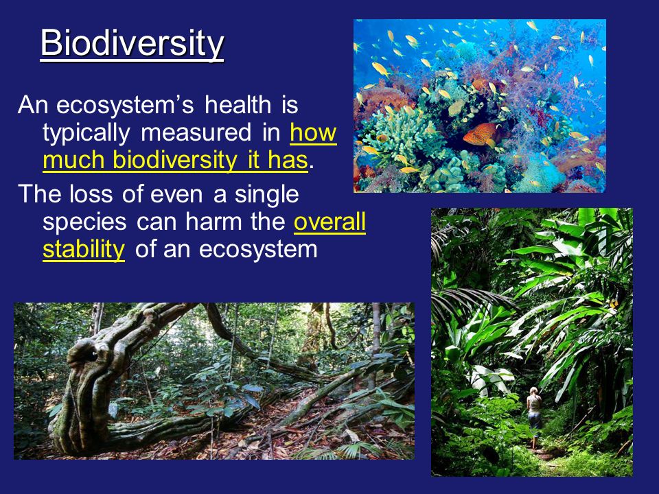 Biodiversity An ecosystem’s health is typically measured in how much biodiversity it has.