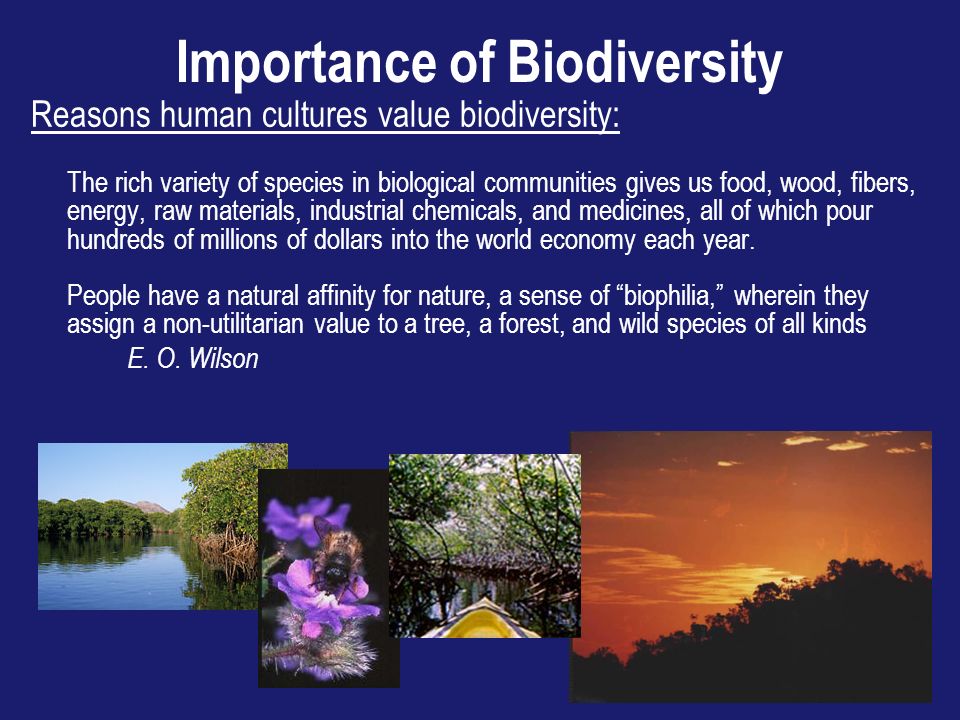 Importance of Biodiversity Reasons human cultures value biodiversity: The rich variety of species in biological communities gives us food, wood, fibers, energy, raw materials, industrial chemicals, and medicines, all of which pour hundreds of millions of dollars into the world economy each year.