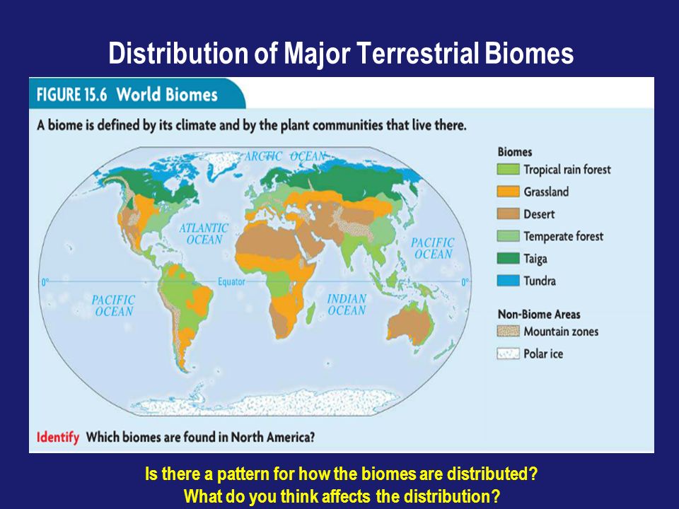 Distribution of Major Terrestrial Biomes Is there a pattern for how the biomes are distributed.