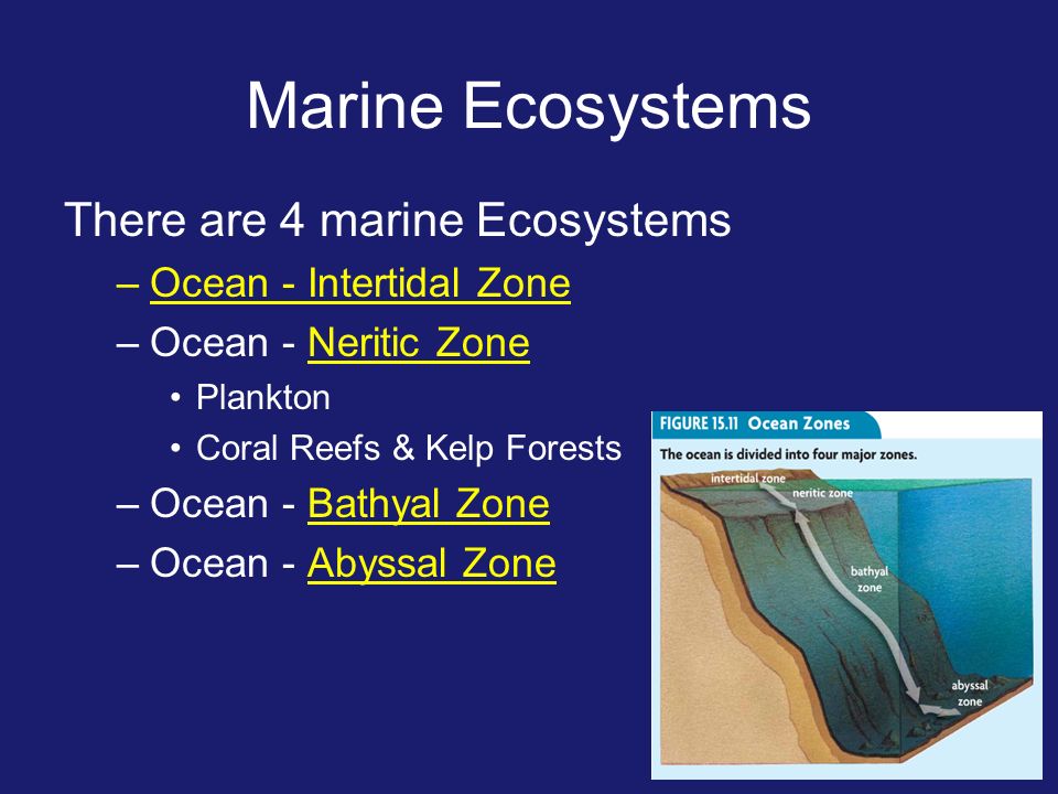 Marine Ecosystems There are 4 marine Ecosystems –Ocean - Intertidal Zone –Ocean - Neritic Zone Plankton Coral Reefs & Kelp Forests –Ocean - Bathyal Zone –Ocean - Abyssal Zone