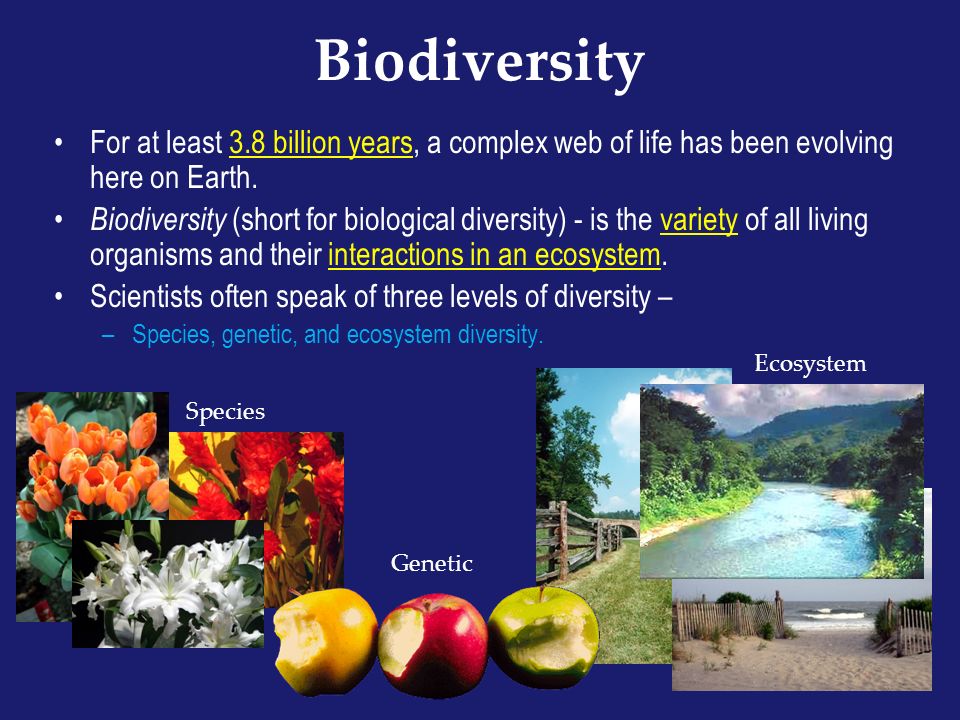 Biodiversity For at least 3.8 billion years, a complex web of life has been evolving here on Earth.