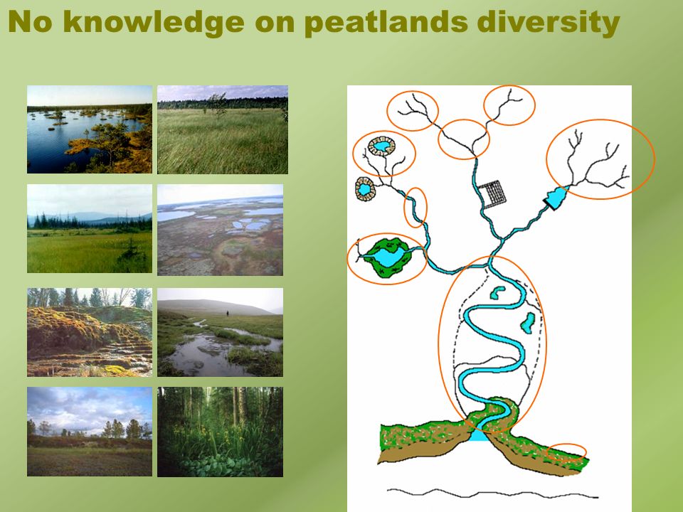 No knowledge on peatlands diversity
