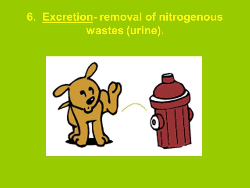 6. Excretion- removal of nitrogenous wastes (urine).