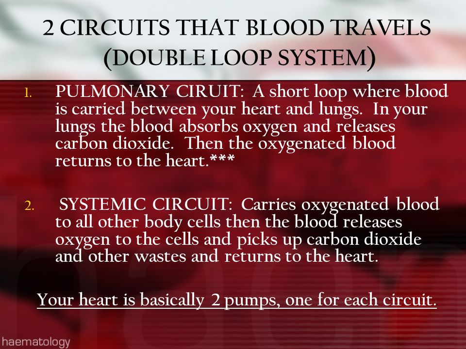 2 CIRCUITS THAT BLOOD TRAVELS (DOUBLE LOOP SYSTEM ) 1.