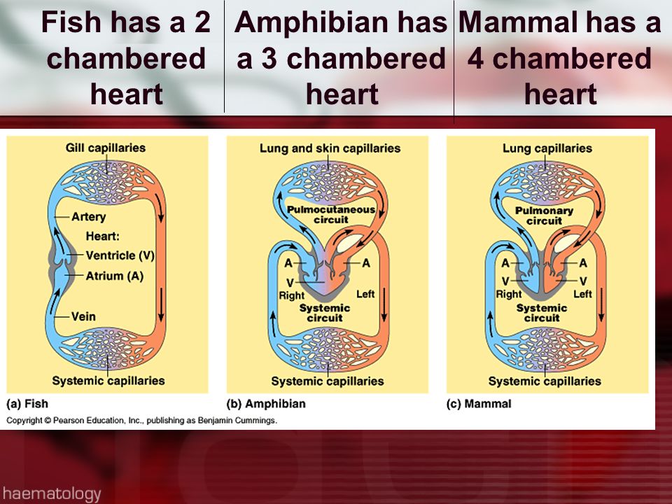 Fish has a 2 chambered heart Amphibian has a 3 chambered heart Mammal has a 4 chambered heart