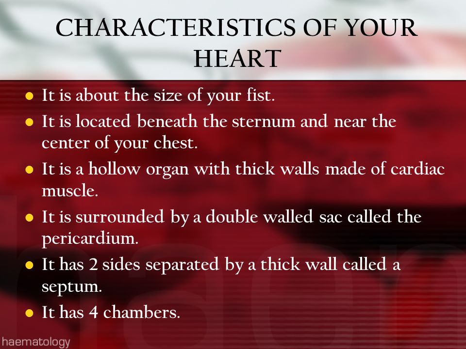 CHARACTERISTICS OF YOUR HEART It is about the size of your fist.