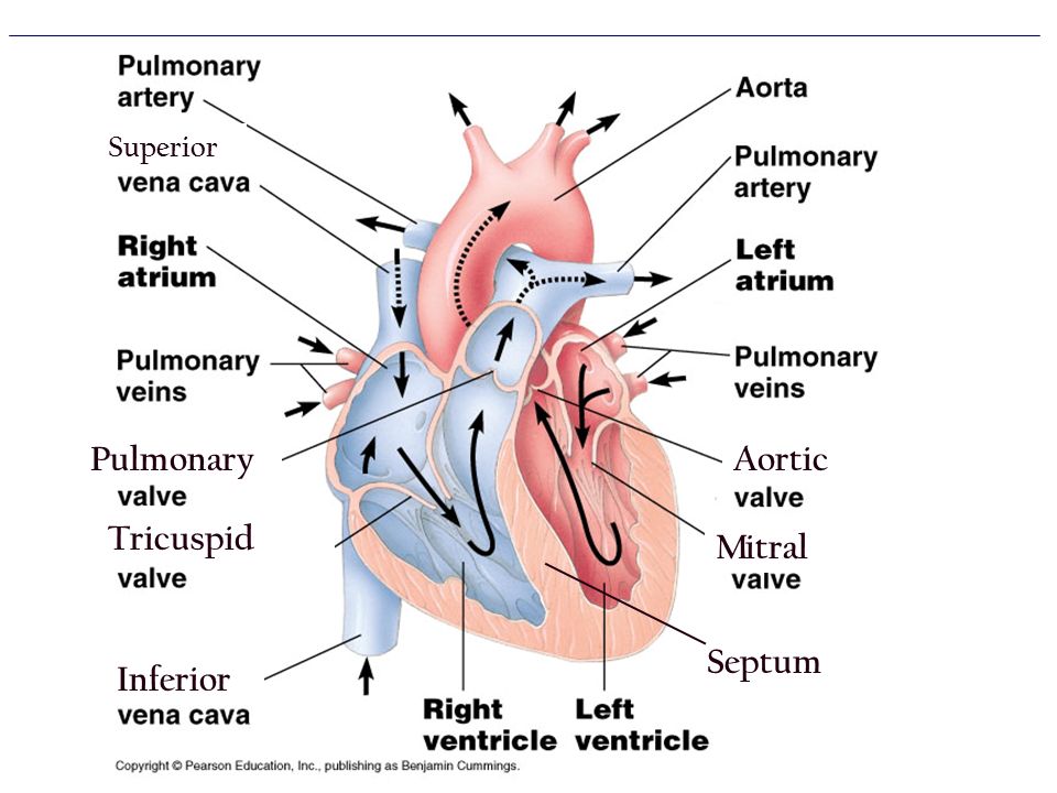 Figure 42.5 The mammalian heart: a closer look Superior Pulmonary Tricuspid Inferior Aortic Mitral Septum