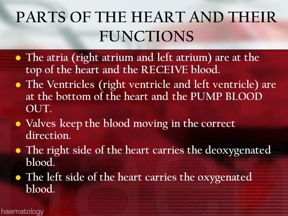 PARTS OF THE HEART AND THEIR FUNCTIONS The atria (right atrium and left atrium) are at the top of the heart and the RECEIVE blood.