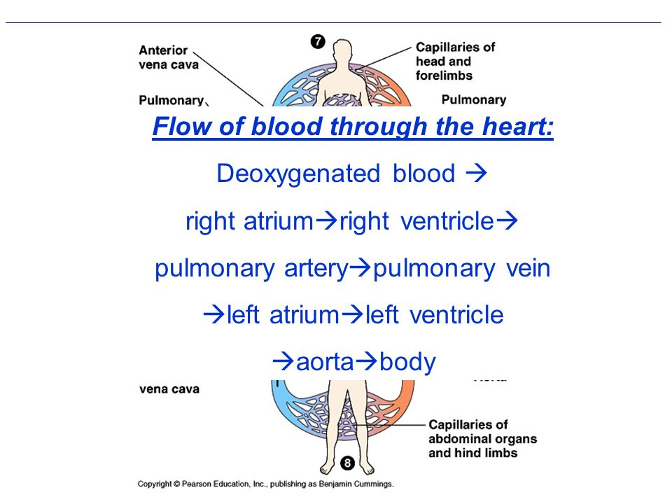 Figure 42.4 The mammalian cardiovascular system: an overview Flow of blood through the heart: Deoxygenated blood  right atrium  right ventricle  pulmonary artery  pulmonary vein  left atrium  left ventricle  aorta  body