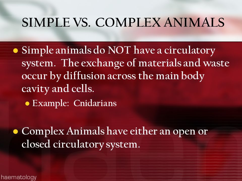 SIMPLE VS. COMPLEX ANIMALS Simple animals do NOT have a circulatory system.