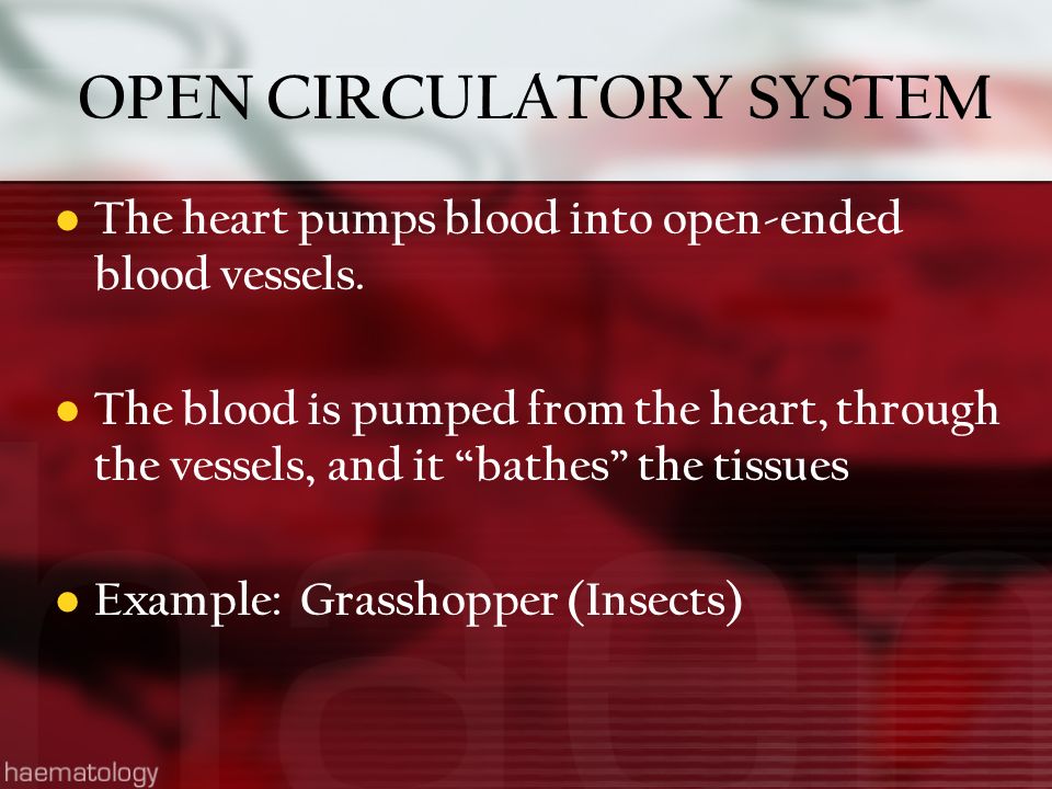OPEN CIRCULATORY SYSTEM The heart pumps blood into open-ended blood vessels.
