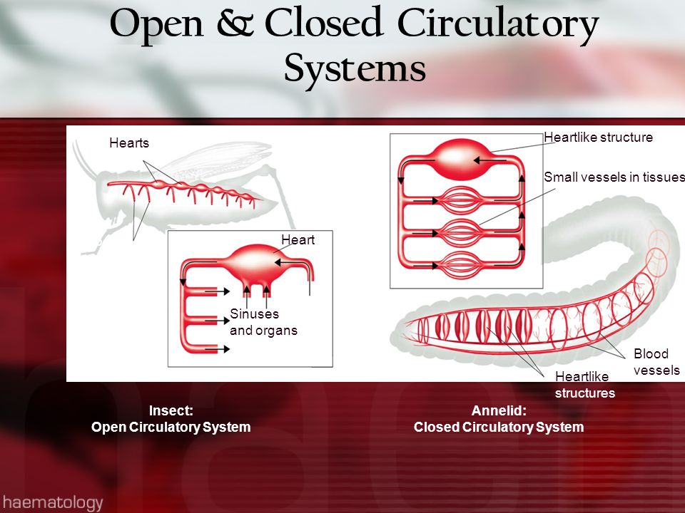 Insect: Open Circulatory System Annelid: Closed Circulatory System Heartlike structures Blood vessels Heartlike structure Small vessels in tissues Blood vessels Hearts Heart Sinuses and organs Open & Closed Circulatory Systems