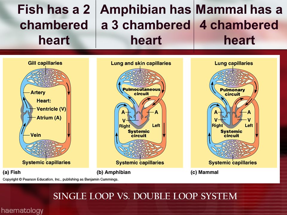 Fish has a 2 chambered heart Amphibian has a 3 chambered heart Mammal has a 4 chambered heart SINGLE LOOP VS.