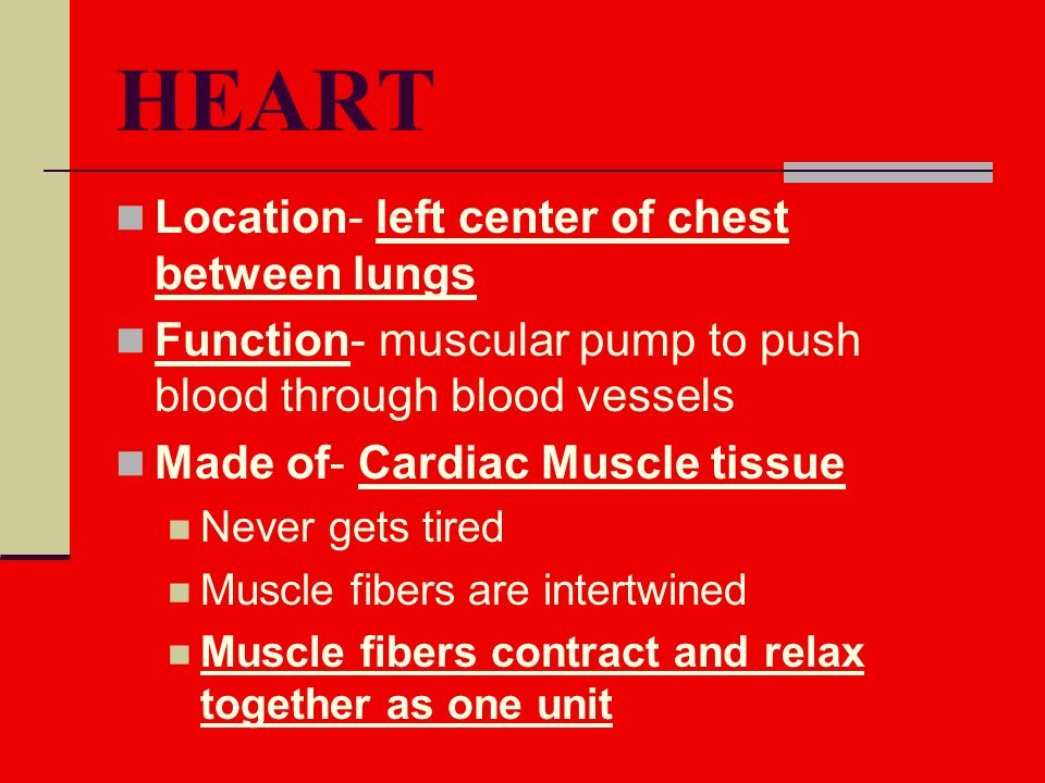 Location- left center of chest between lungs Function- muscular pump to push blood through blood vessels Made of- Cardiac Muscle tissue Never gets tired Muscle fibers are intertwined Muscle fibers contract and relax together as one unit