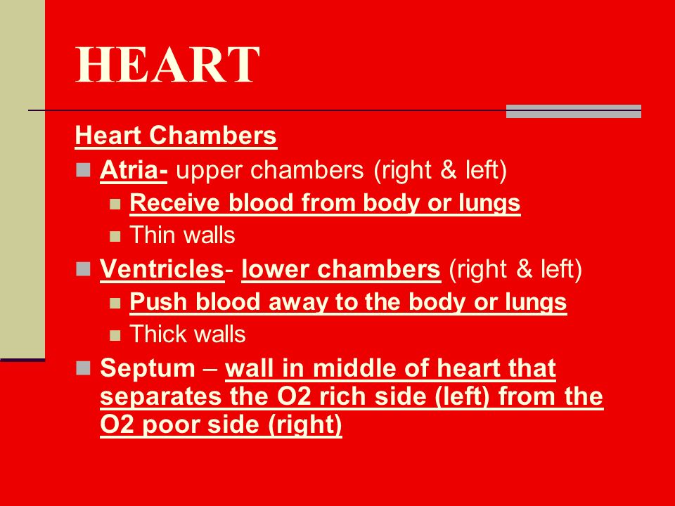 HEART Heart Chambers Atria- upper chambers (right & left) Receive blood from body or lungs Thin walls Ventricles- lower chambers (right & left) Push blood away to the body or lungs Thick walls Septum – wall in middle of heart that separates the O2 rich side (left) from the O2 poor side (right)